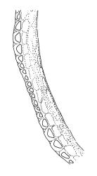 Ulota lutea, capsule wall cross-section. Drawn from A.J. Fife 8084, CHR 436819.
 Image: R.C. Wagstaff © Landcare Research 2017 